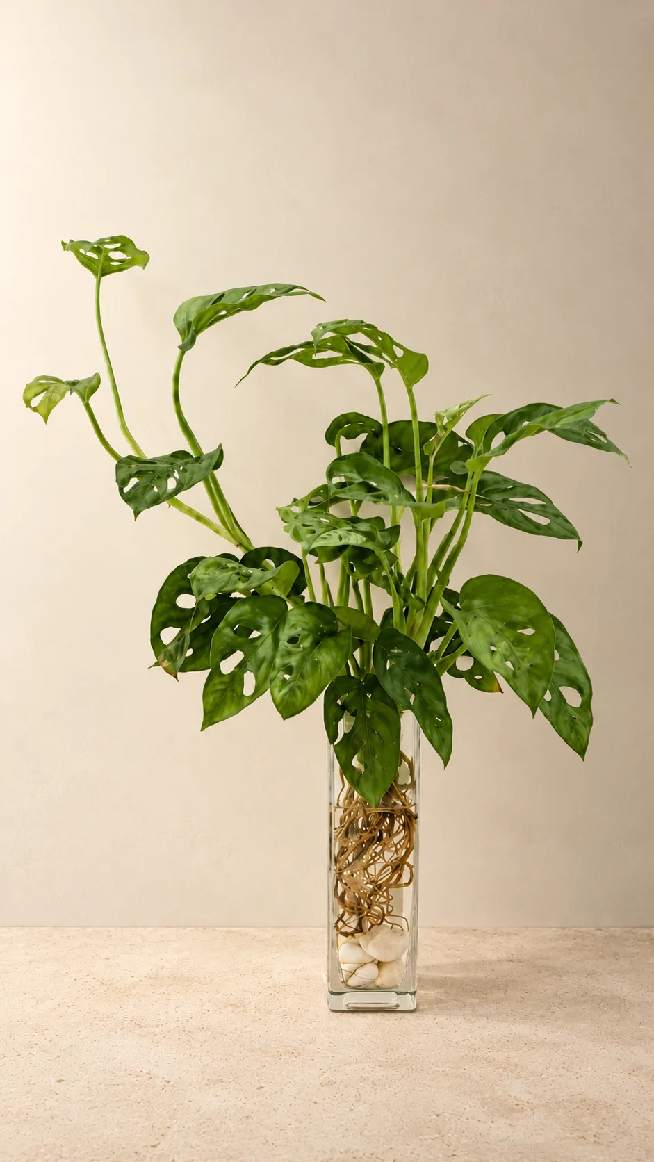 A Swiss Cheese plant growing in a glass water vessel with visible roots